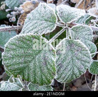 Nahaufnahme der Brombeere (rubus fruticosus) Blätter mit Eiskristallen, die die Struktur der Blätter aushebeln Stockfoto
