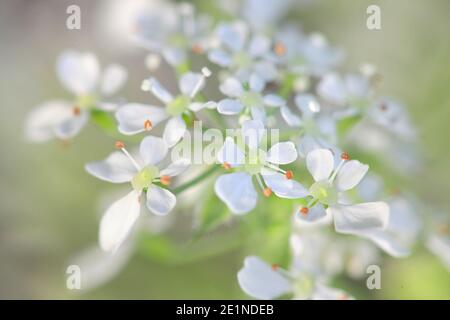 Anthriscus sylvestris, bekannt als Kuhpsilie, wilder Kerbel oder wildschnabelige Petersilie Stockfoto