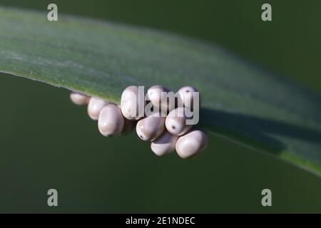 Eier von Macrothylacia rubi, der Fuchsmotte Stockfoto