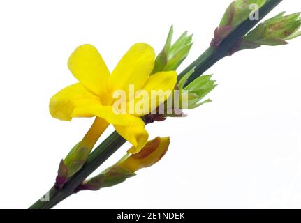 Gelbe Blüten des winterblühenden Jasmins (Jasminum nudiflorum) Vor weißem Hintergrund Stockfoto