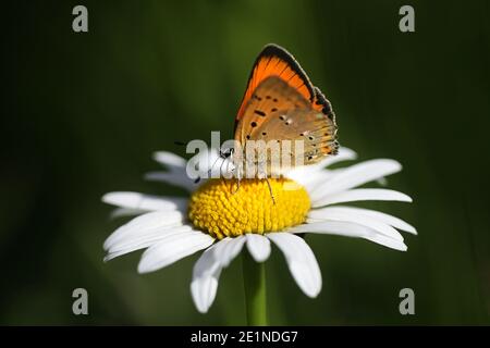 Lycaena virgaureae, bekannt als knappes Kupfer, ein Schmetterling aus Finnland Stockfoto