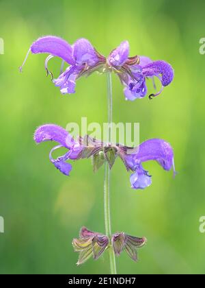 Salvia pratensis, bekannt als Wiesenklary oder Wiesensalbei, wilde Blume aus Finnland Stockfoto