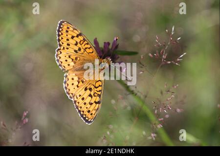 Dunkelgrüner Fritillary, Speyeria aglaja, Fütterung von Rotklee, Trifolium pratense Stockfoto