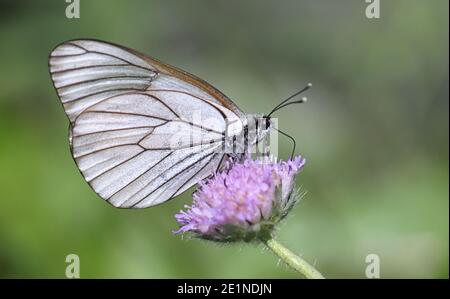 Schwarzaderweiß, Aporia crataegi, ein schöner Schmetterling aus Finnland, der sich auf dem Feld fressend, Knautia arvensis, ernährt Stockfoto