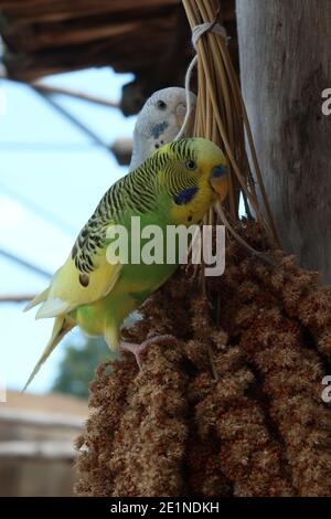 Wellensittich Essen Hirse. Wunderschöner Sittich. Zoo Stockfoto