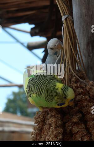 Wellensittich Essen Hirse. Wunderschöner Sittich. Zoo Stockfoto