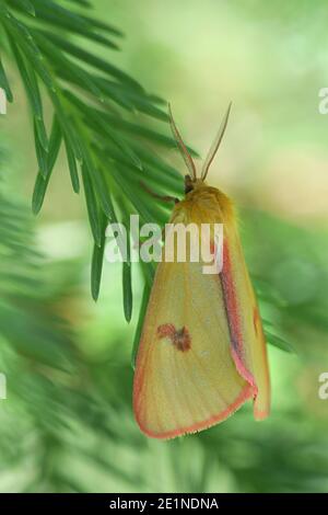 Diacrisia sannio, bekannt als getrübter Buff, eine Motte aus Finnland Stockfoto