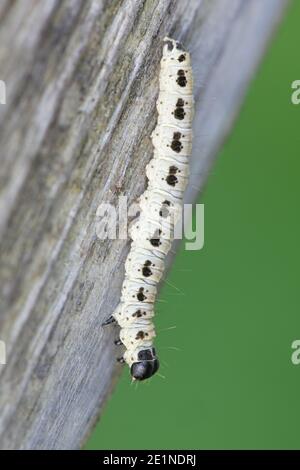 Raupe von Vogelkirsche-Ermin, Yponomeuta evonymella Stockfoto