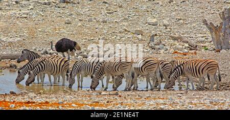 Große Herde Zebras trinken aus einem Wasserloch mit einem Strauß im Hintergrund Stockfoto