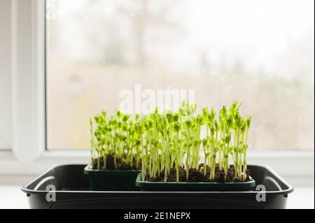 PEA Triebe aus getrockneten Supermarkt marrowfat Erbsen wachsen auf Eine Fensterbank Stockfoto