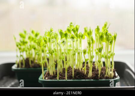 PEA Triebe aus getrockneten Supermarkt marrowfat Erbsen wachsen auf Eine Fensterbank Stockfoto