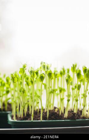 PEA Triebe aus getrockneten Supermarkt marrowfat Erbsen wachsen auf Eine Fensterbank Stockfoto