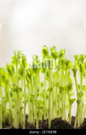 PEA Triebe aus getrockneten Supermarkt marrowfat Erbsen wachsen auf Eine Fensterbank Stockfoto