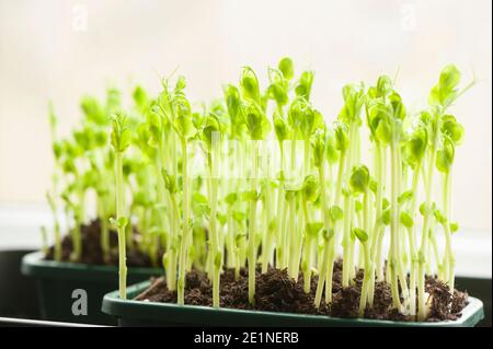 PEA Triebe aus getrockneten Supermarkt marrowfat Erbsen wachsen auf Eine Fensterbank Stockfoto