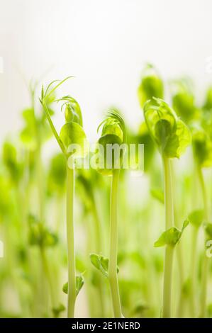 PEA-Triebe aus getrockneten Supermarkterbsen Stockfoto