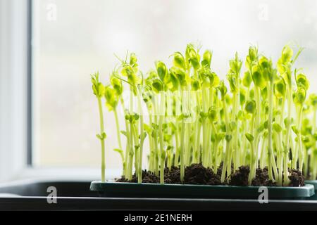 PEA Triebe aus getrockneten Supermarkt marrowfat Erbsen wachsen auf Eine Fensterbank Stockfoto