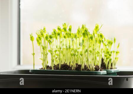 PEA Triebe aus getrockneten Supermarkt marrowfat Erbsen wachsen auf Eine Fensterbank Stockfoto