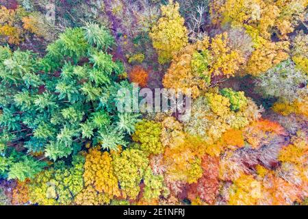 luftbildaufnahme von Bäumen im Wald im Herbst Stockfoto