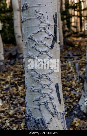 Quaking Aspen, Populus tremuloides, mit Tattoos am Anfang des Wheeler Peak Summit Trail im Great Basin National Park, Nevada, USA Stockfoto