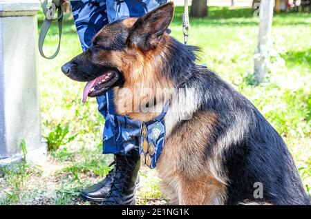 Samara, Russland - 28. Mai 2016: Polizeihund der East European Shepherd Rasse mit Medaillen Stockfoto