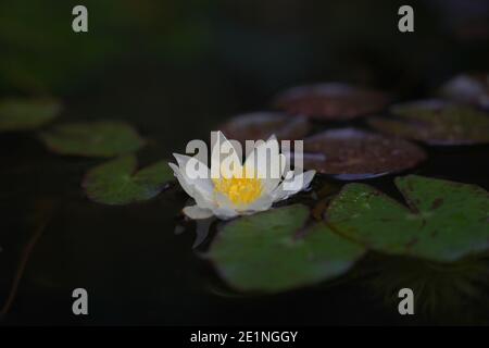 Miniatur-Seerose - NYMPHAEA PYGMAEA HELVOLA Stockfoto