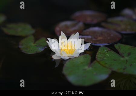 Miniatur-Seerose - NYMPHAEA PYGMAEA HELVOLA Stockfoto