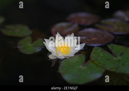 Miniatur-Seerose - NYMPHAEA PYGMAEA HELVOLA Stockfoto