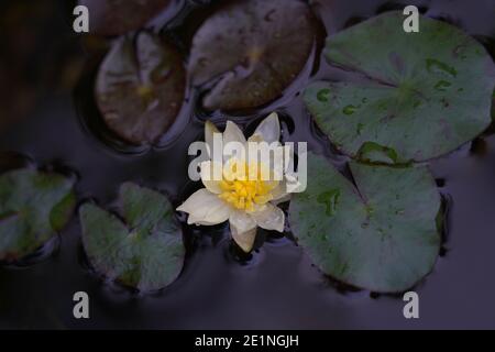 Miniatur-Seerose - NYMPHAEA PYGMAEA HELVOLA Stockfoto