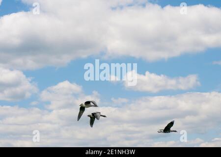 Eine große Schar Gänse silhouetted gegen einen blauen und weißen Himmel. Bewegung, selektiver Fokus Stockfoto