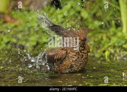 Eurasische Amsel (Turdus merula merula) Juvenile Baden im Teich Eccles-on-Sea; Norfolk; Großbritannien Juli Stockfoto