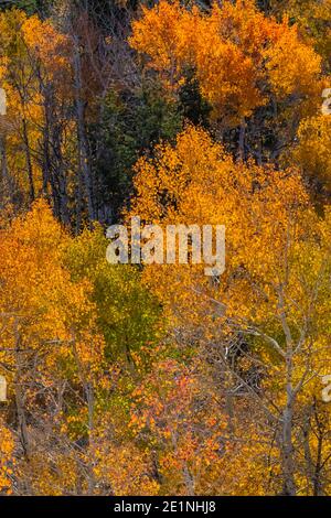 Quaking Aspens, Populus tremuloides, in brillanter Herbstfarbe entlang der Baker Creek Road im Great Basin National Park, Nevada, USA Stockfoto