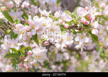 Nahaufnahme von blühenden Ästen auf dem Orchard-Apfel im Okanagan Valley Baum Stockfoto