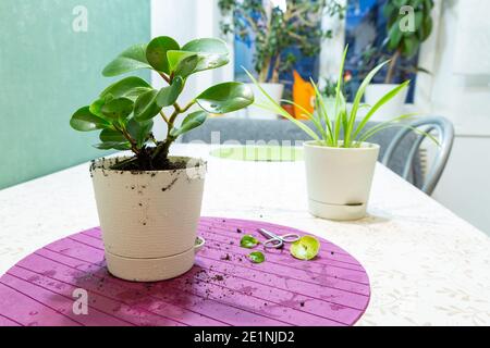 Zimmerpflanzen in weißen Töpfen auf dem Küchentisch. Pflanzenpflegekonzept, Transplantation, Beschneiden. Hobby. Stockfoto