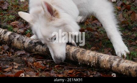 White German Shepherd spielt mit einem Birkenstamm in Der Wald und wütend bellt auf ihn Stockfoto