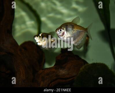 Schwarzer Tetra, Gymnocorymbus ternetzi im Süßwasseraquarium Stockfoto