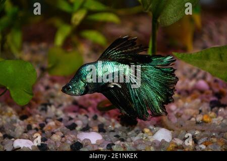 Goldfische (carassius auratus) in einem Süßwasseraquarium Stockfoto