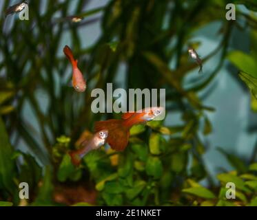 Guppy (Poecilia reticulata), auch Regenbogenfisch genannt, ist einer der am weitesten verbreiteten tropischen Fische der Welt Stockfoto
