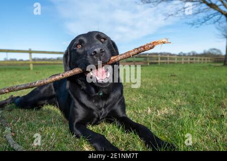Porträt eines jungen Stammbaum schwarz Labrador kauen einen Stock Stockfoto