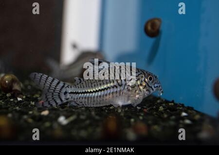 Fisch Leopard Cory Corydoras trilineatus Wels schwimmen im Süßwasseraquarium Stockfoto