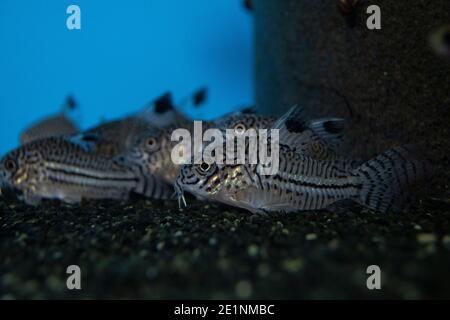 Fisch Leopard Cory Corydoras trilineatus Wels schwimmen im Süßwasseraquarium Stockfoto