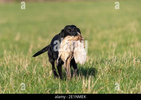 Porträt eines schwarzen Labradors, der einen Hühnerfasanen aufruft Stockfoto