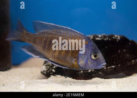 Fische Copadichromis borleyi Kadango (Kadango Red Fin, Haplochromis borleyi redfin) im Süßwasseraquarium. Stockfoto