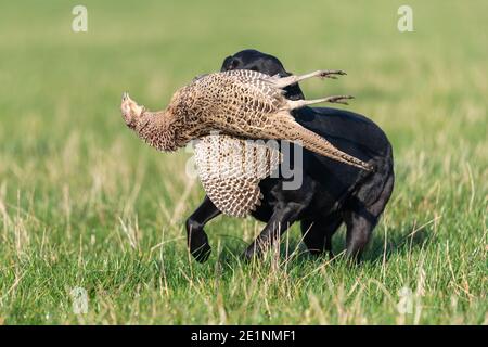 Porträt eines schwarzen Labradors, der einen Hühnerfasanen aufruft Stockfoto