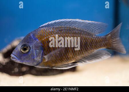 Fische Copadichromis borleyi Kadango (Kadango Red Fin, Haplochromis borleyi redfin) im Süßwasseraquarium. Stockfoto