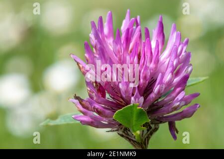 Makroaufnahme einer Blume auf einem roten Klee (trifolium pratense) Pflanze Stockfoto