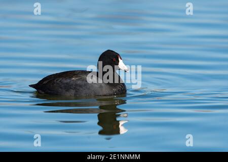 Ein amerikanischer Ruß, der an einem sonnigen Tag im Wasser eines ruhigen Sees schwimmt, mit seiner geriffelten Spiegelung. Stockfoto