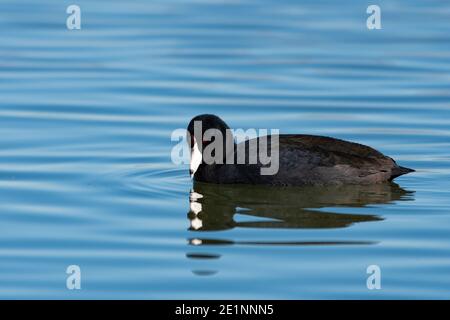 Ein amerikanischer Russ, der auf der Suche nach Nahrung unter dem Wasser ist, während er alleine auf einem meist ruhigen See schwimmt. Stockfoto