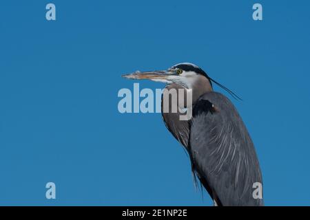 Profil von Körper und Kopf eines majestätischen Blauen Reihers mit einem klaren blauen Himmel im Hintergrund. Stockfoto