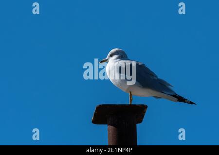 Eine Ringschnabelmöwe, die an einem sonnigen Morgen auf einer kleinen Plattform an der Spitze eines Metallpfostens in einem Jachthafen am See steht. Stockfoto