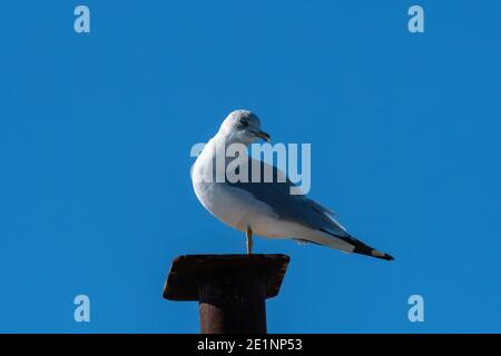 Eine Ringschnabelmöwe, die an einem sonnigen Morgen auf einer kleinen Plattform an der Spitze eines Metallpfostens in einem Jachthafen am See steht. Stockfoto